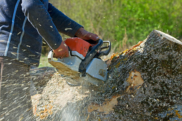Seasonal Cleanup (Spring/Fall) in Clyde, NY